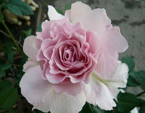 三款花中精品，小巧可愛、四季開花的水果盆栽